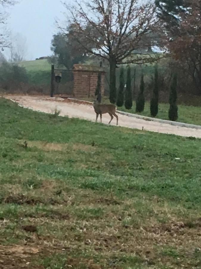 Podere Abbazia B&B シナルンガ エクステリア 写真